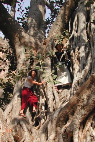 Banyan Tree Climbing